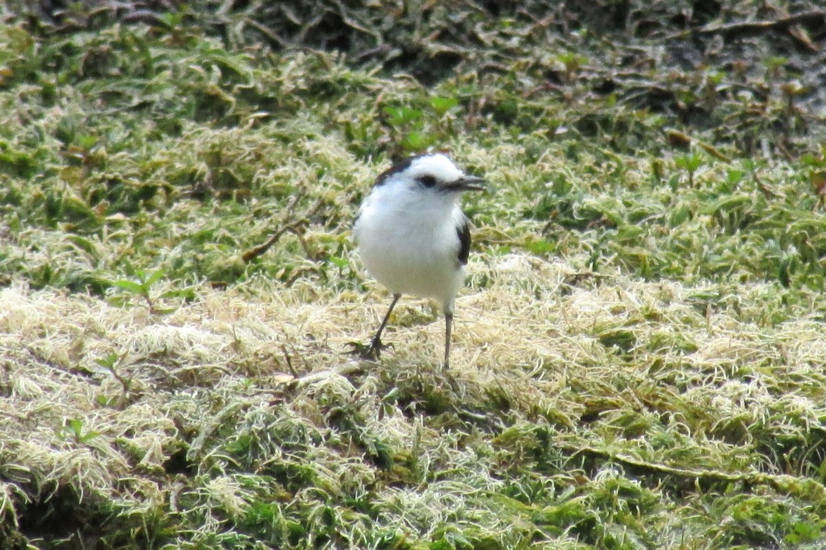 Pied Water-Tyrant - ML32783061