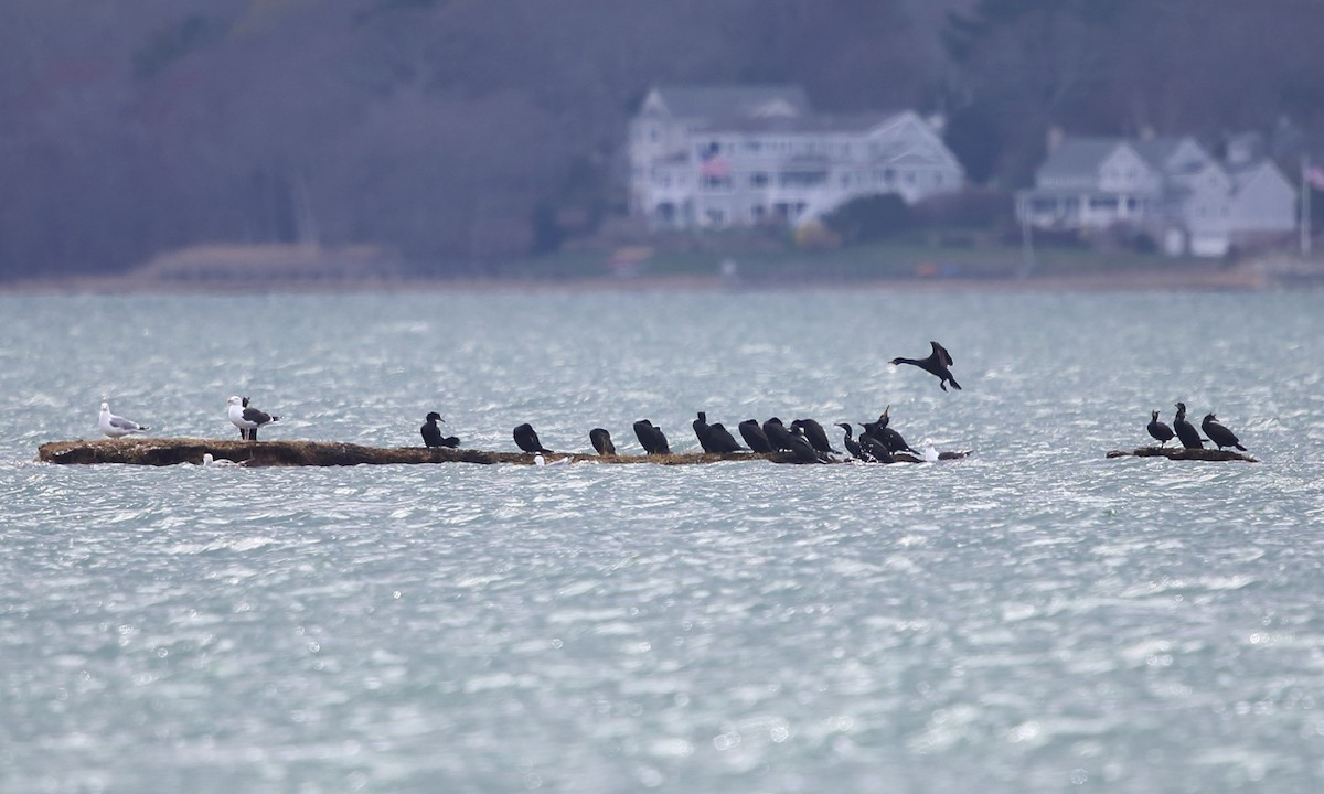 Double-crested Cormorant - ML327833621