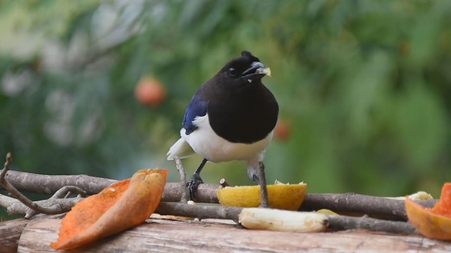 Curl-crested Jay - ML327834931