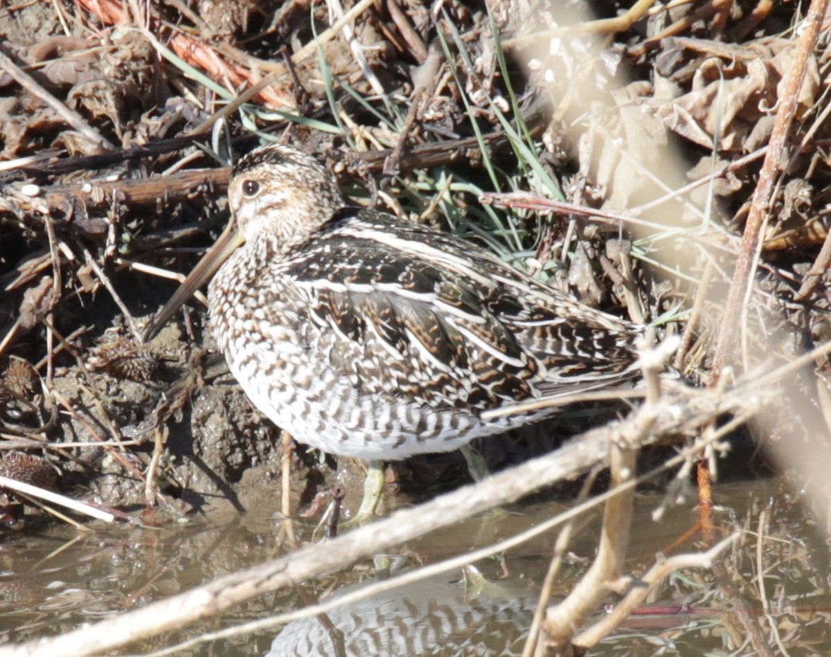 Wilson's Snipe - ML327836591
