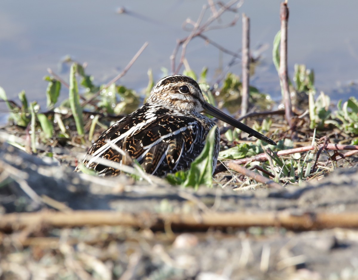 Wilson's Snipe - ML327836661
