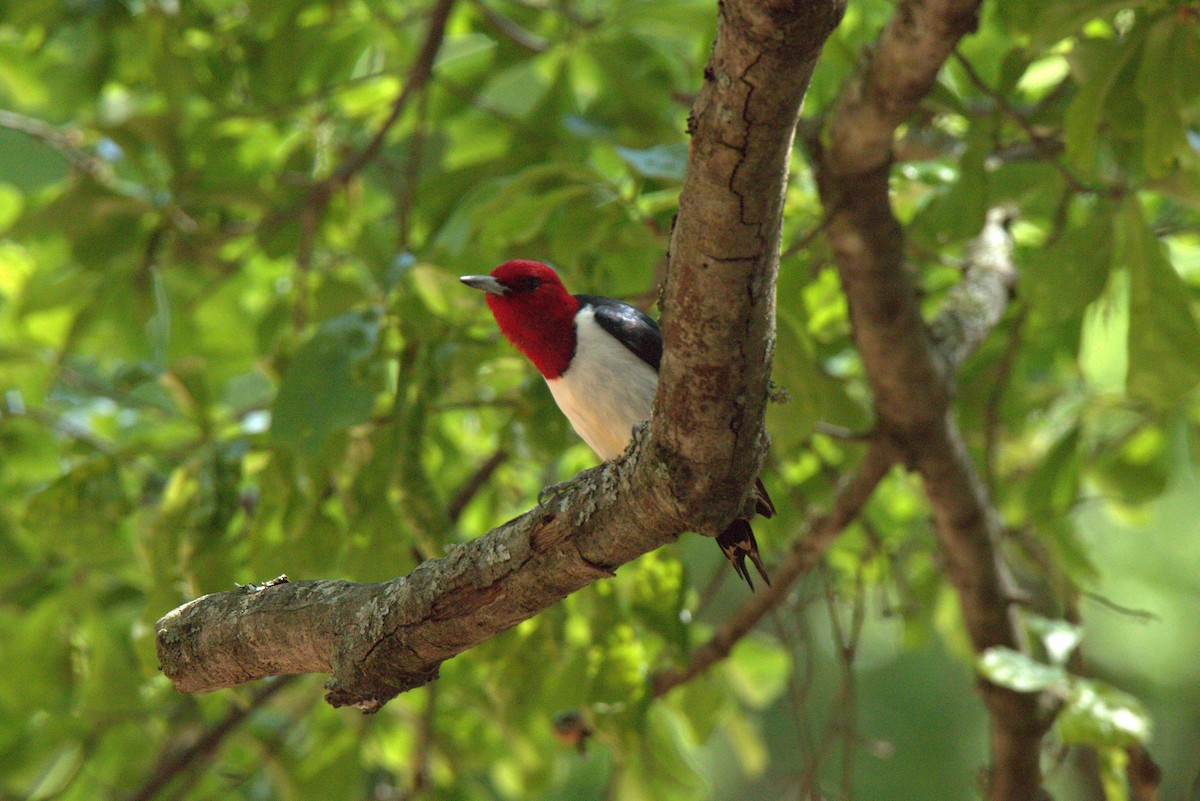 Red-headed Woodpecker - Cliff VanNostrand