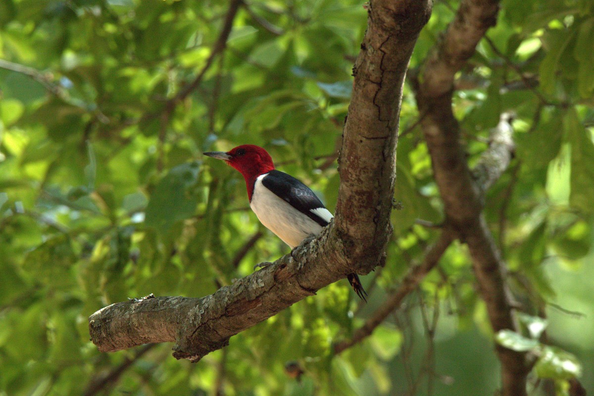 Red-headed Woodpecker - Cliff VanNostrand