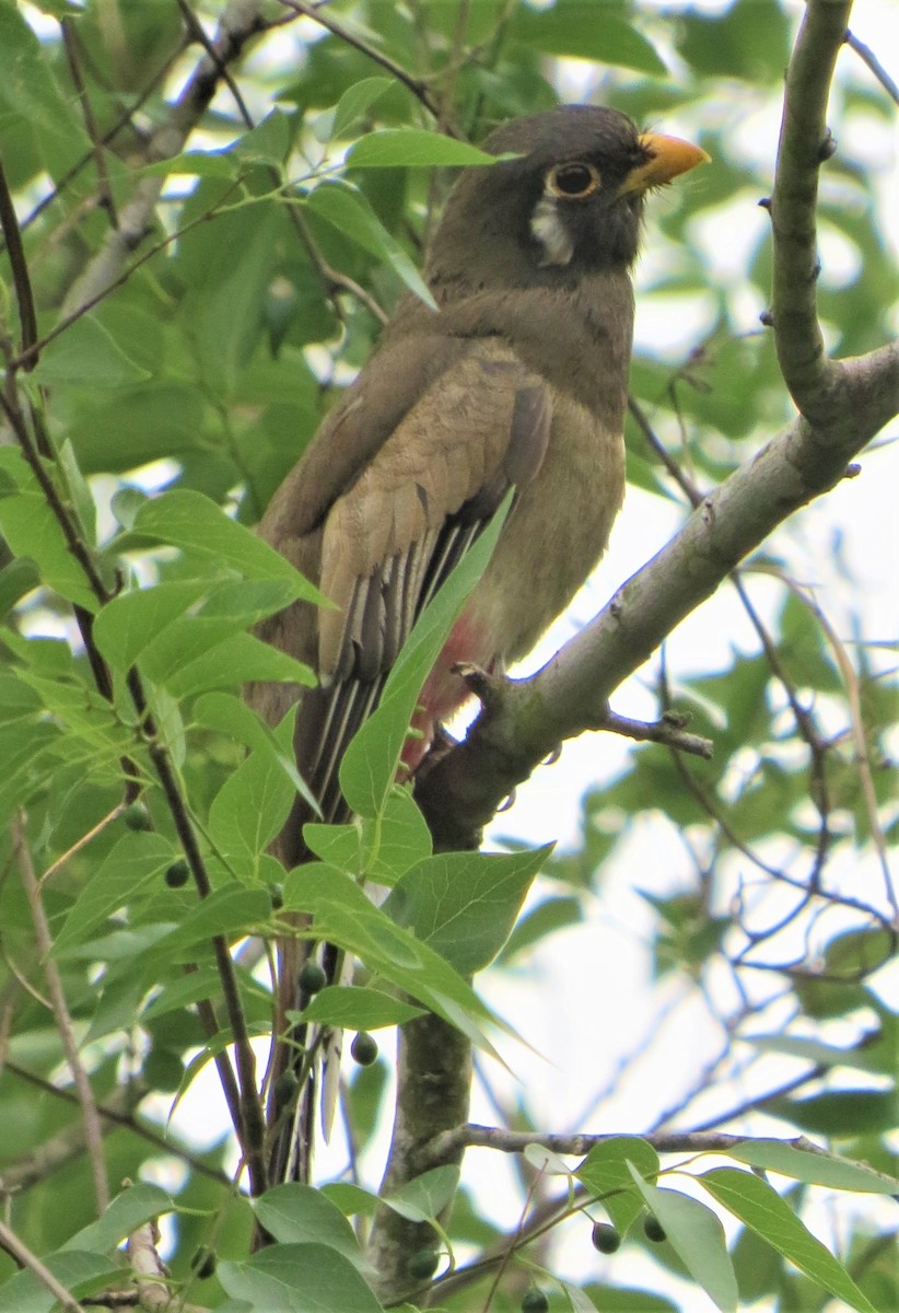 Trogon élégant - ML327844561