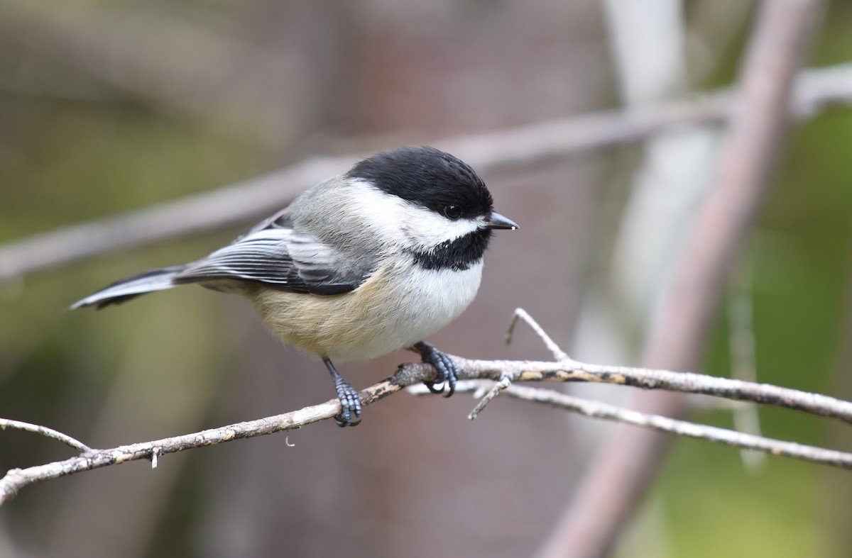 Black-capped Chickadee - Kathy Marche
