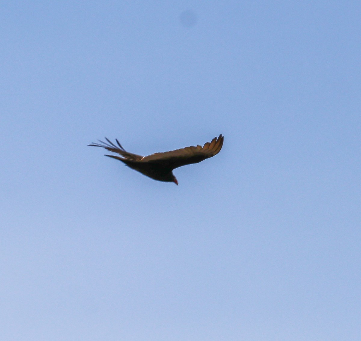 Turkey Vulture - Hin Ki  & Queenie  Pong