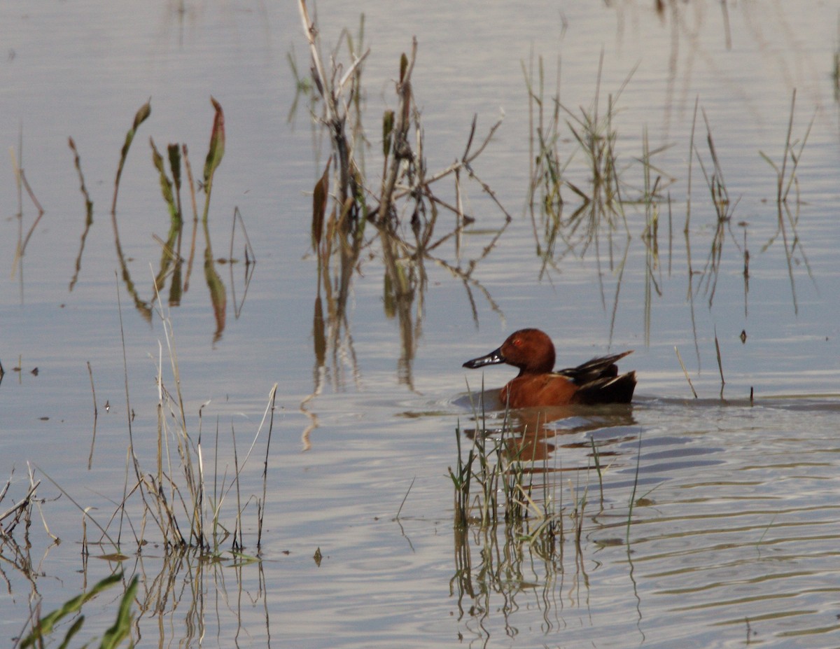 Cinnamon Teal - ML327846271