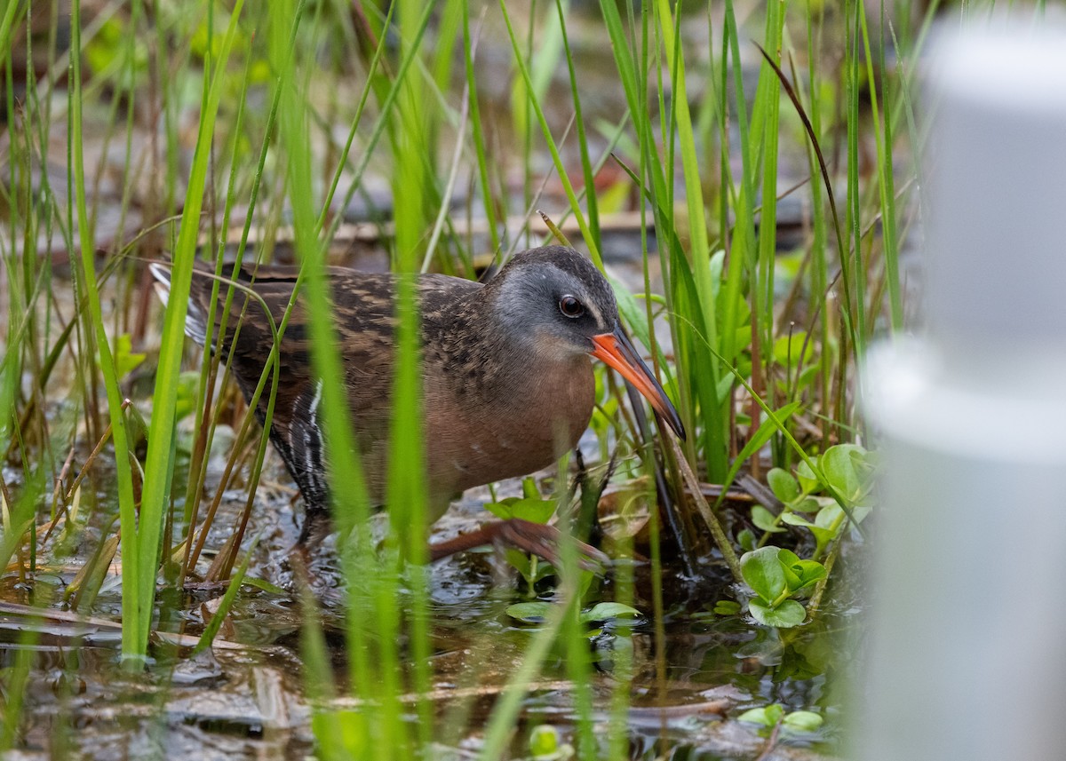 Virginia Rail - Joe Bailey