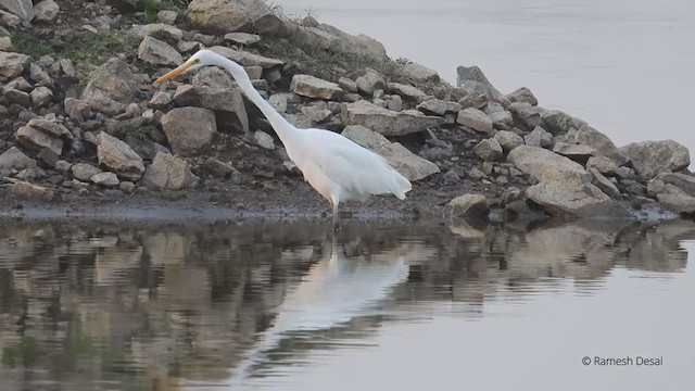 Great Egret - ML327849301