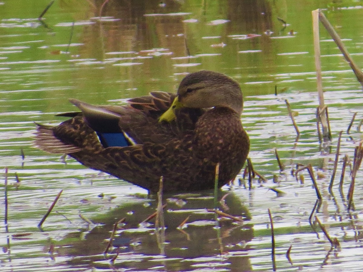 Mexican Duck - John Yochum