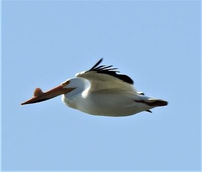 American White Pelican - Terri Gorney