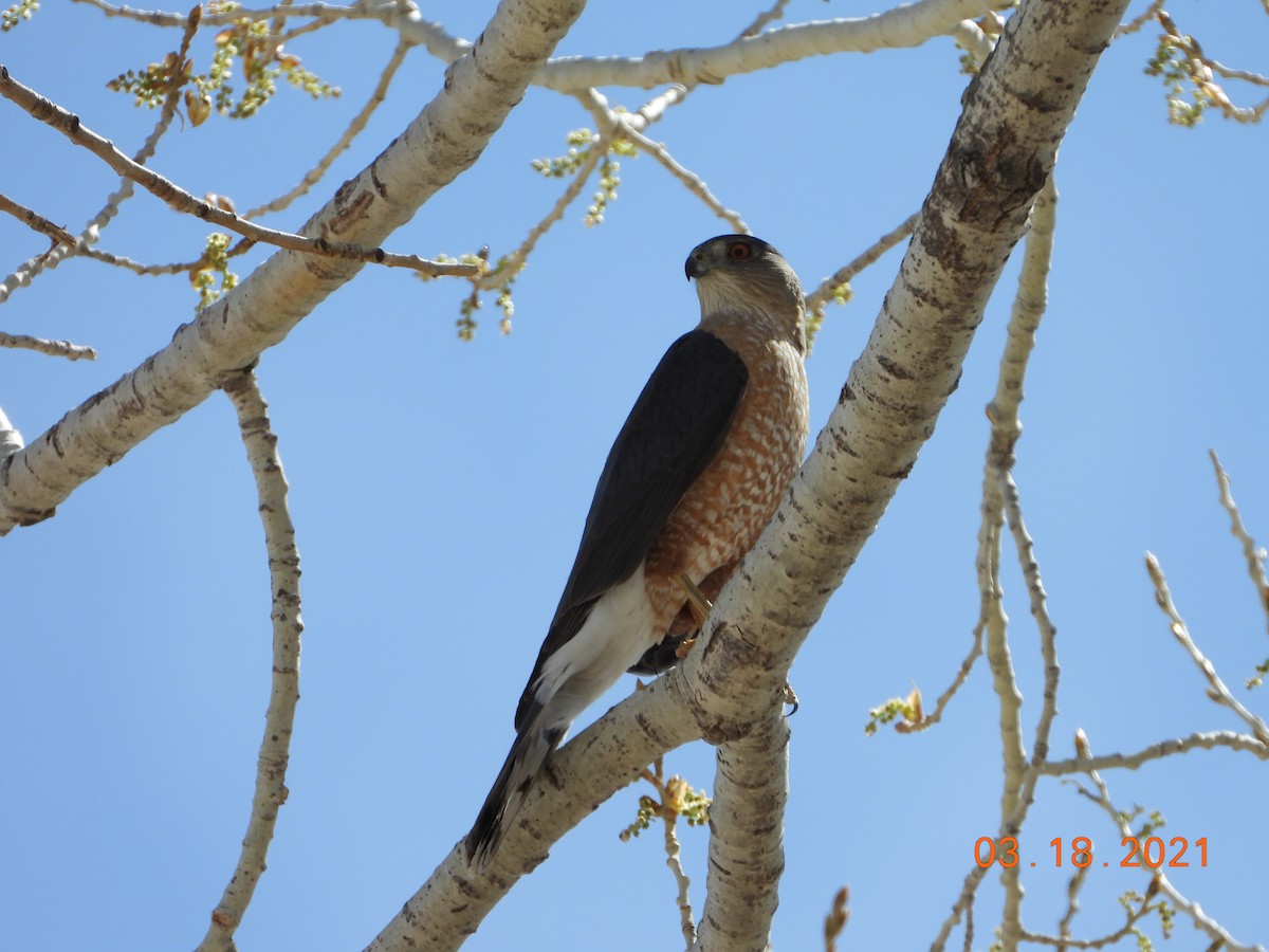 Cooper's Hawk - Bob Anderson