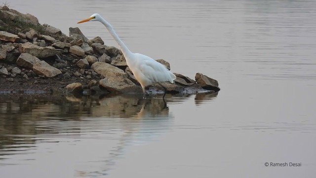 Great Egret - ML327851901