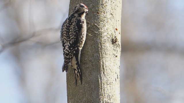 Yellow-bellied Sapsucker - ML327853171