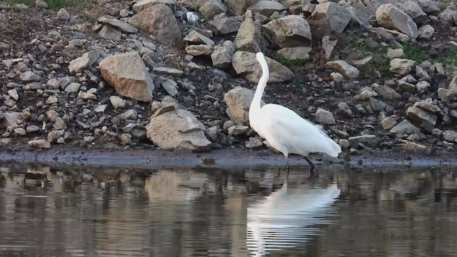 Great Egret - ML327854251