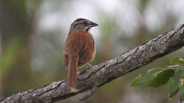 Rusty Sparrow - ML327855721