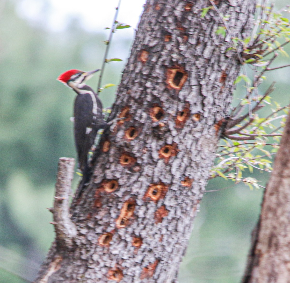 Pileated Woodpecker - ML327856551