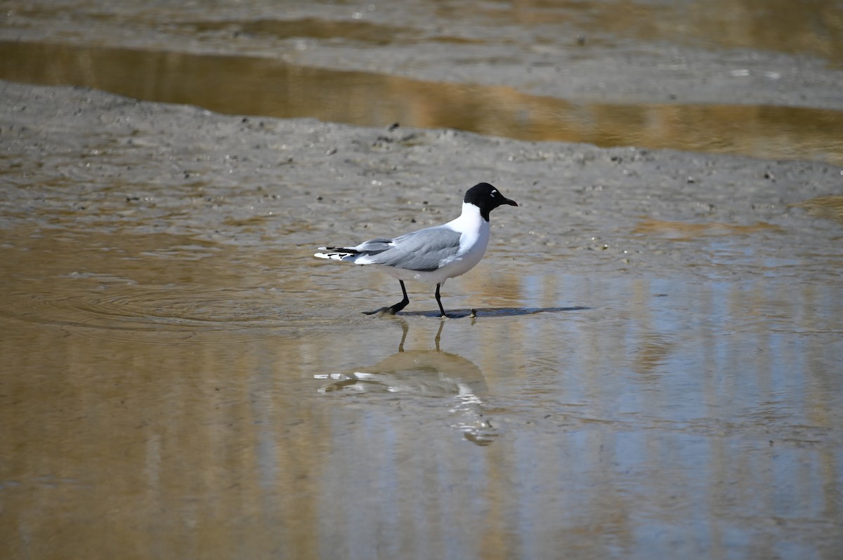 Bonaparte's Gull - ML327856691