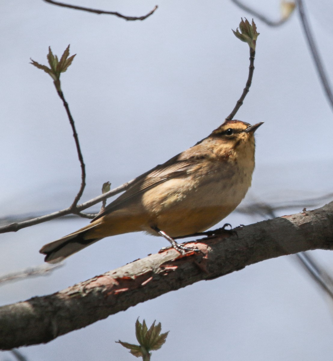 Palm Warbler - ML327856841