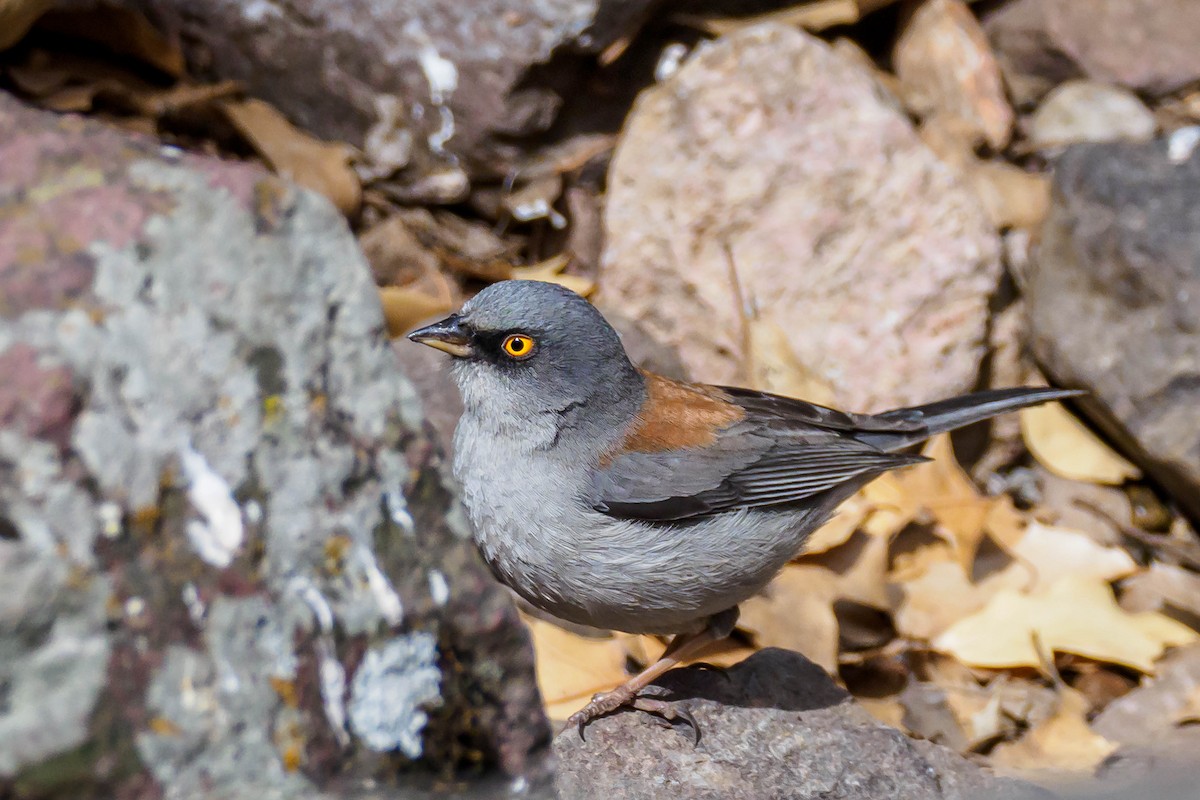 Yellow-eyed Junco - ML327857171