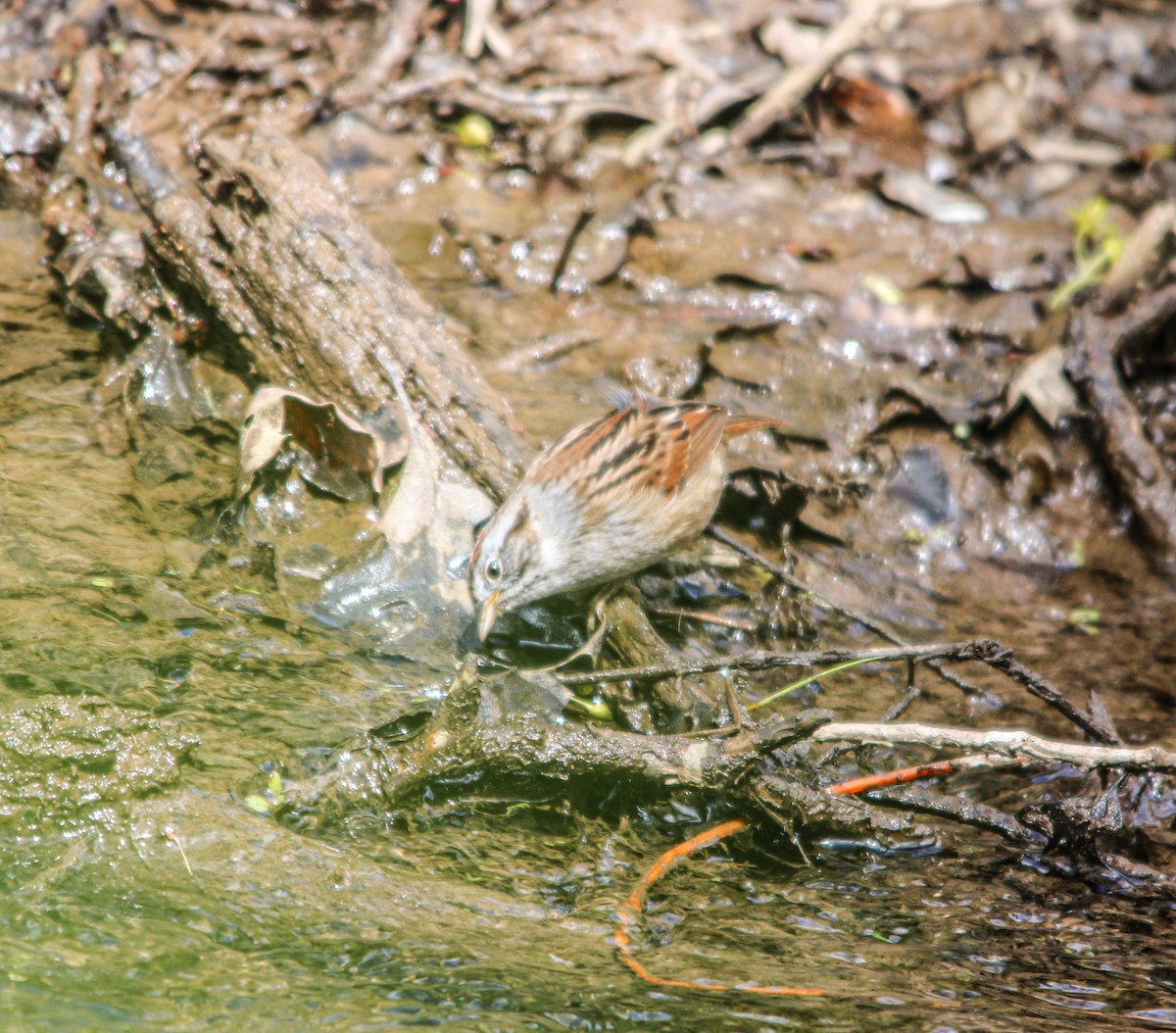 Swamp Sparrow - ML327857431