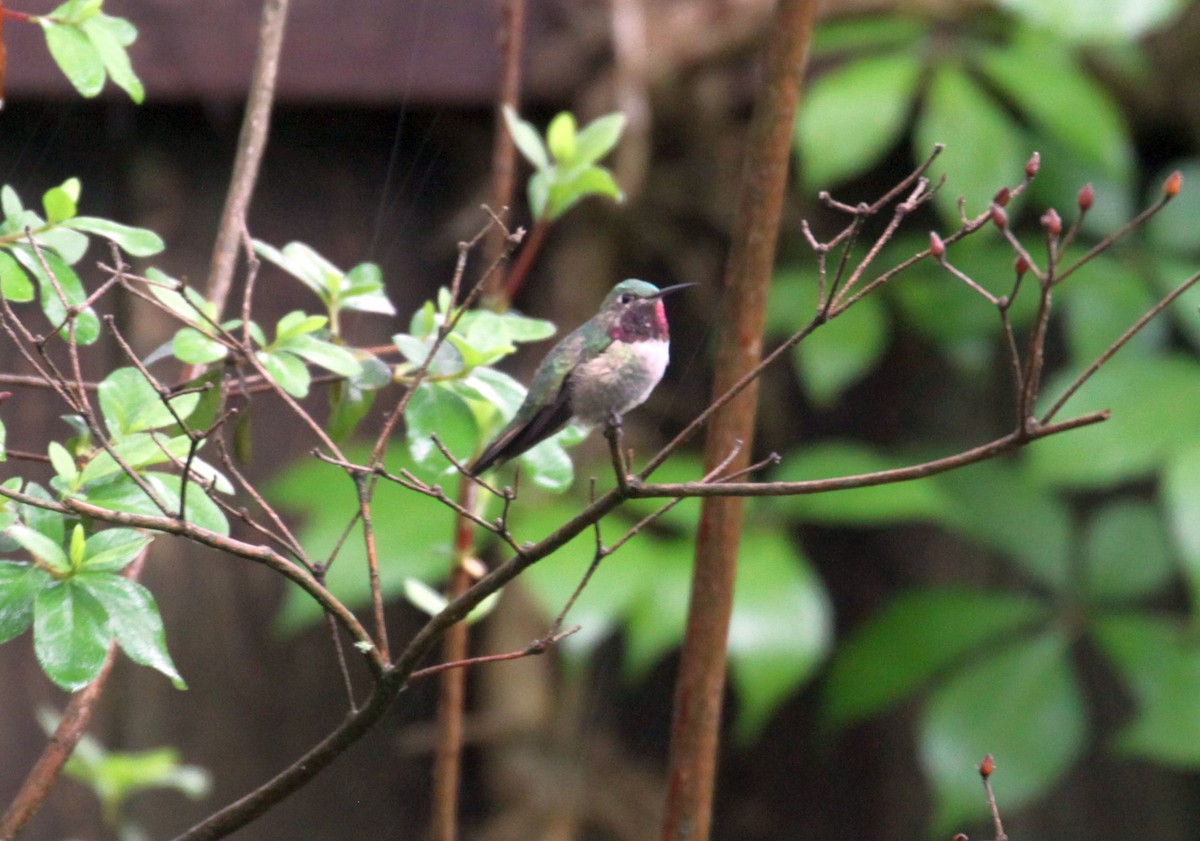Broad-tailed Hummingbird - Eric Soehren
