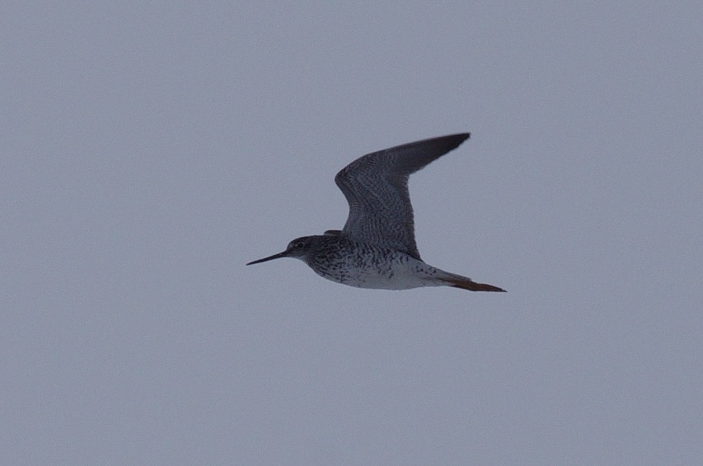 Lesser Yellowlegs - ML327857871