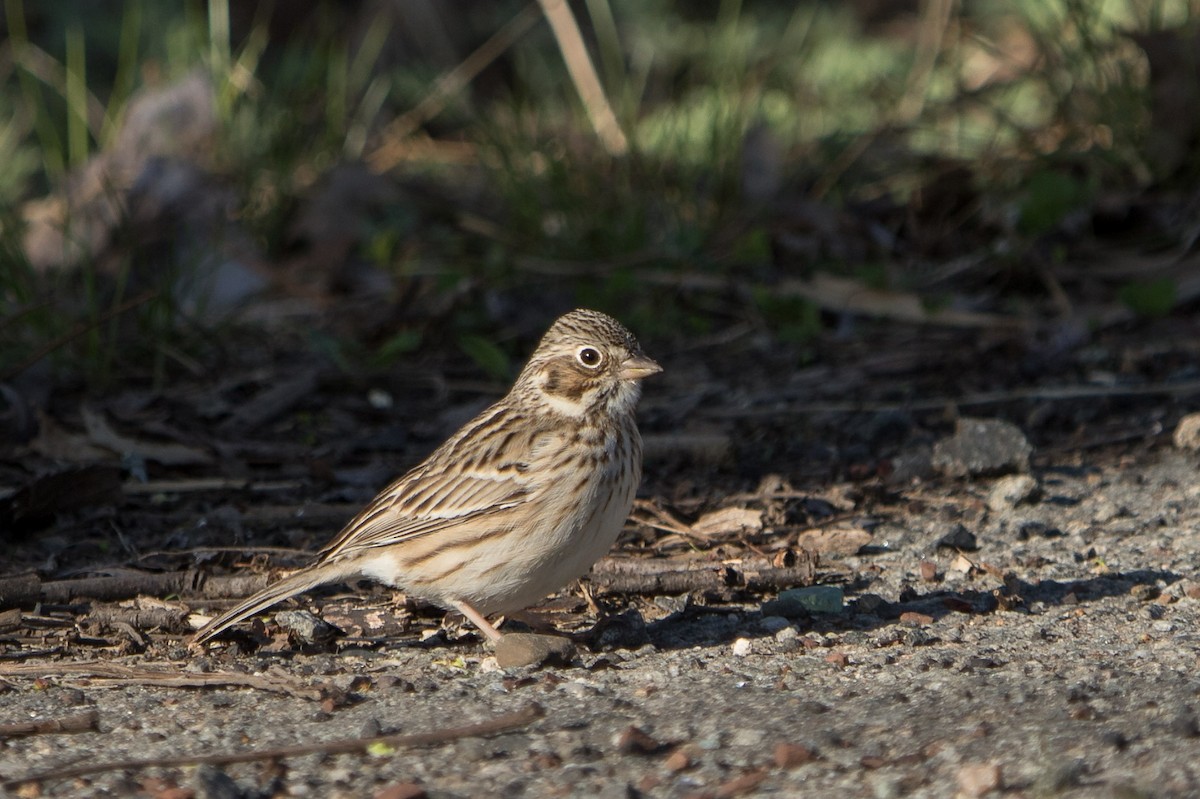 Vesper Sparrow - ML327857901