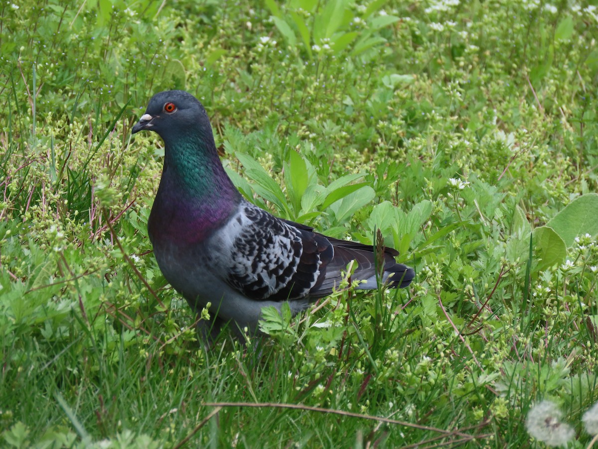 Rock Pigeon (Feral Pigeon) - ML327859881