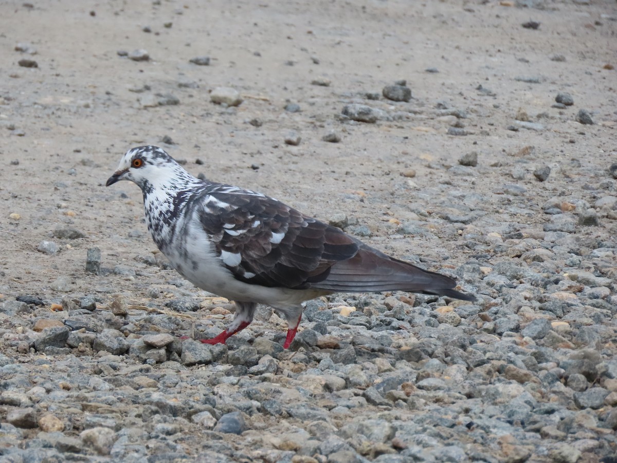 Rock Pigeon (Feral Pigeon) - ML327859981