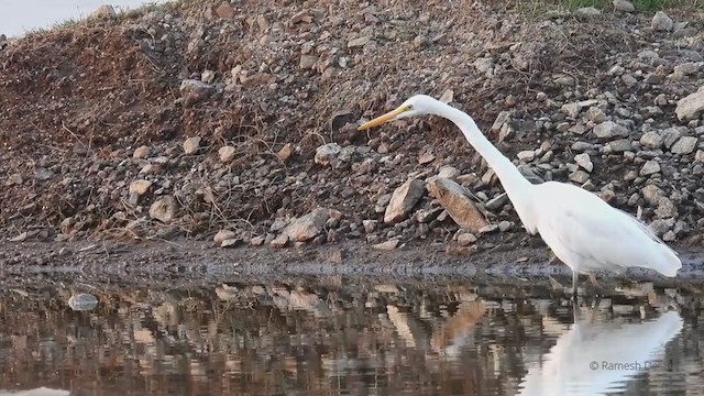 Great Egret - ML327860531