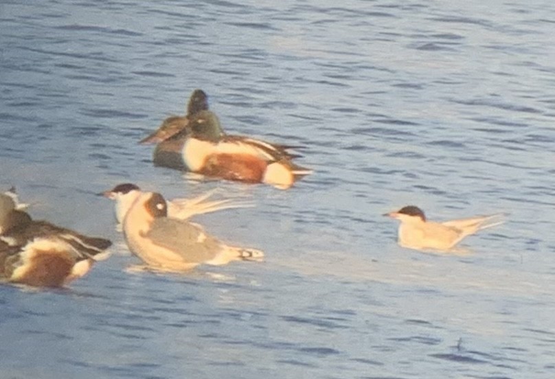 Forster's Tern - ML327861611