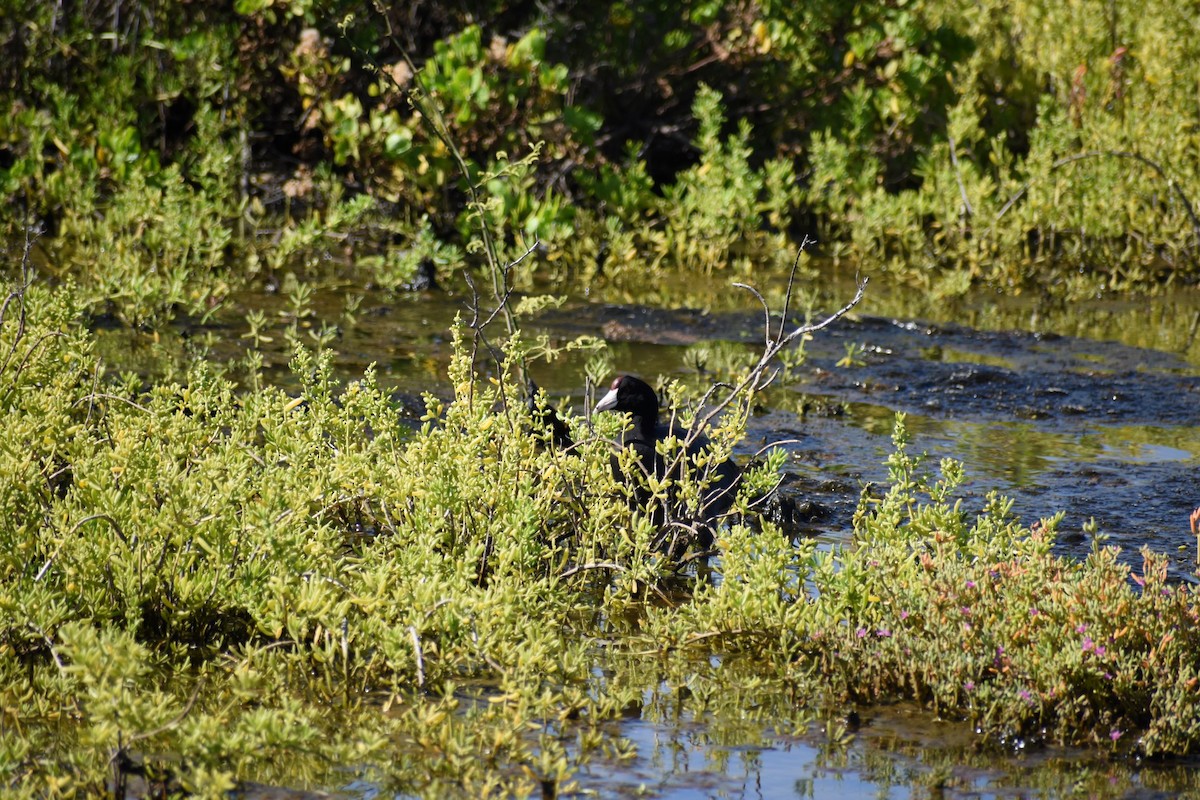 Hawaiian Coot (Red-shielded) - ML327862171