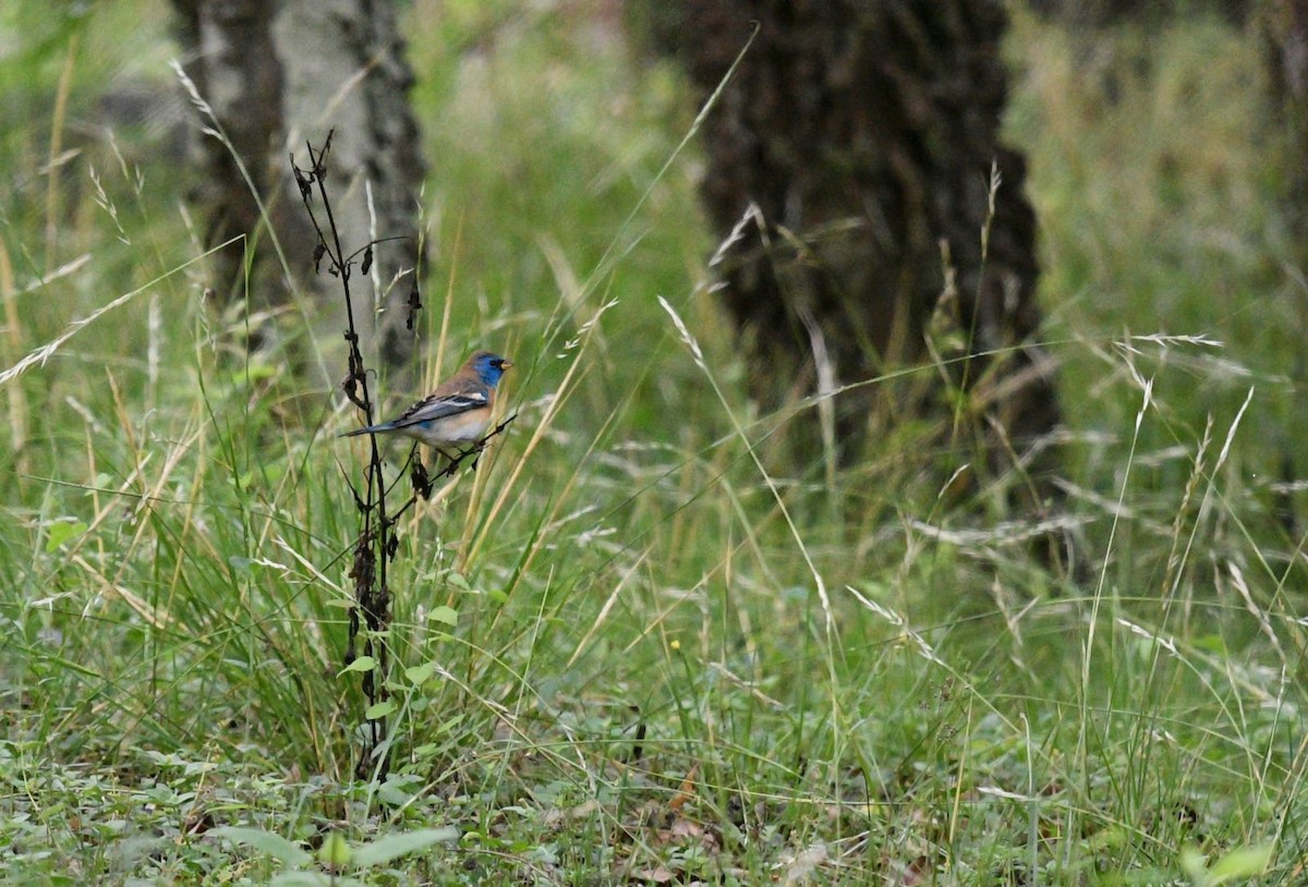 Lazuli Bunting - ML327862351