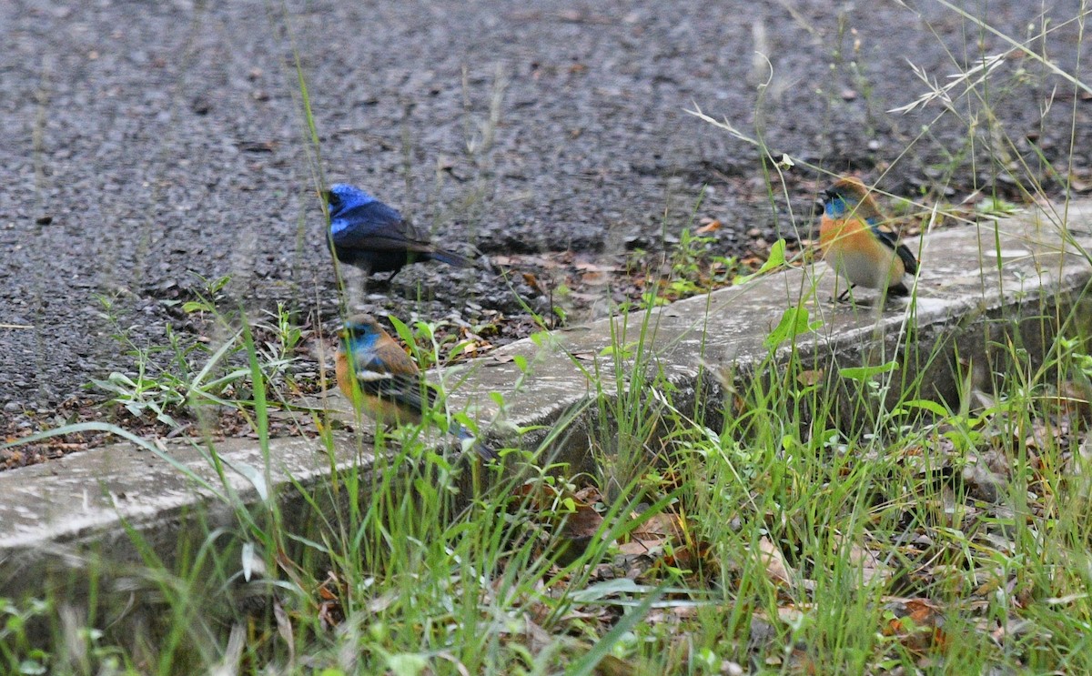 Lazuli Bunting - ML327862381