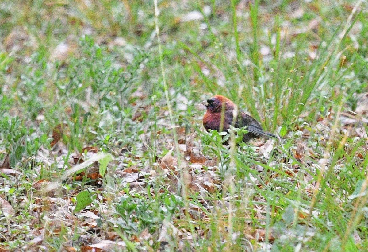 Varied Bunting - ML327862451