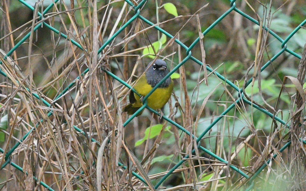 MacGillivray's Warbler - ML327862501