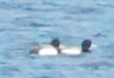Greater Scaup - ML327863641