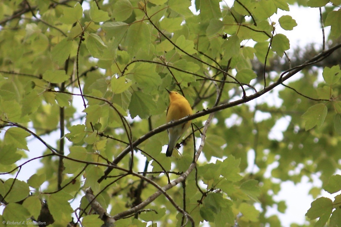 Prothonotary Warbler - ML327865041