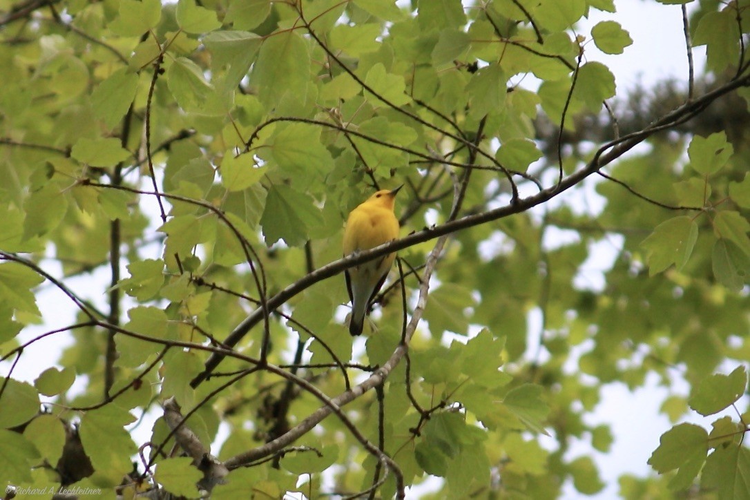 Prothonotary Warbler - ML327865111