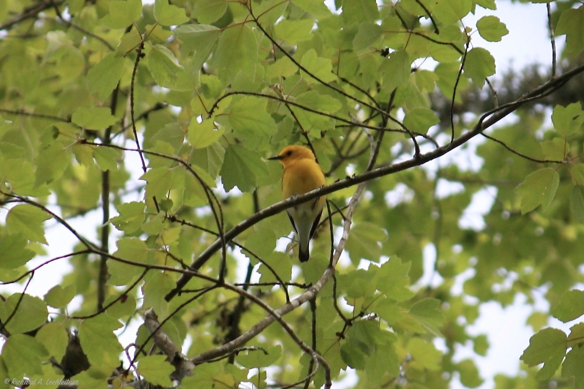 Prothonotary Warbler - ML327865141