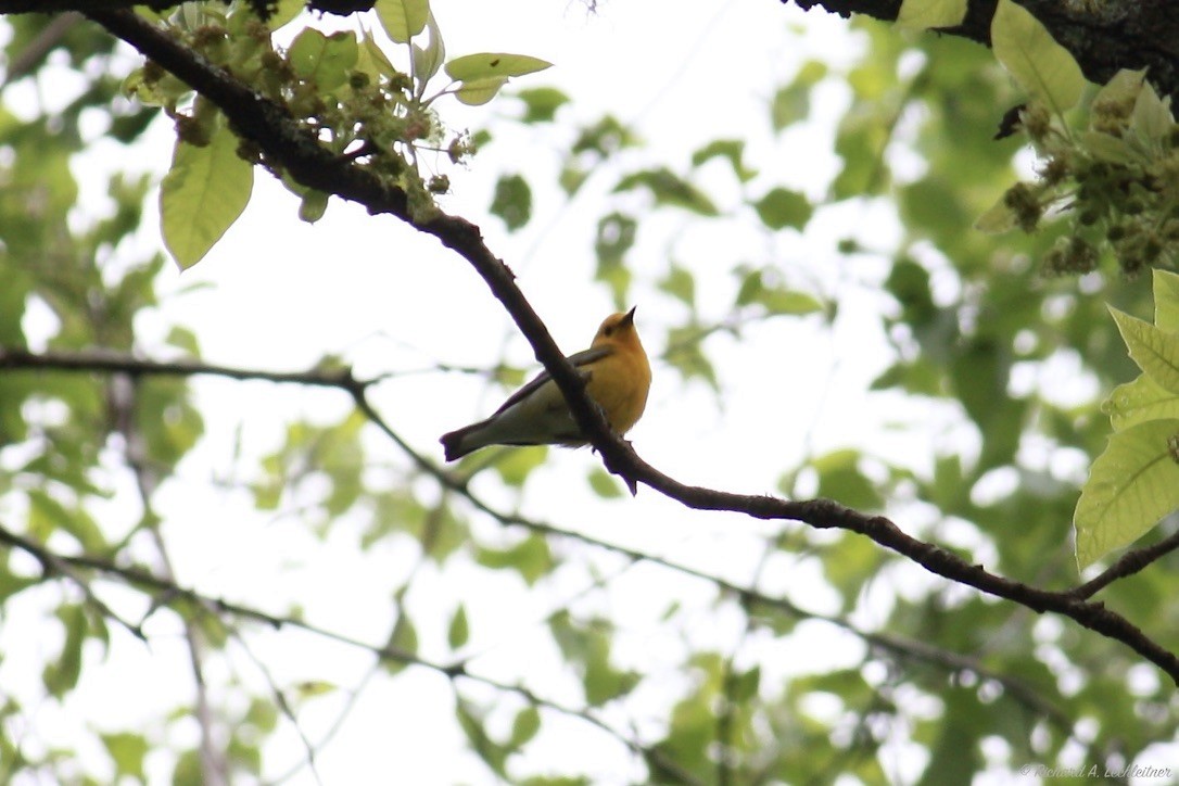Prothonotary Warbler - ML327865241