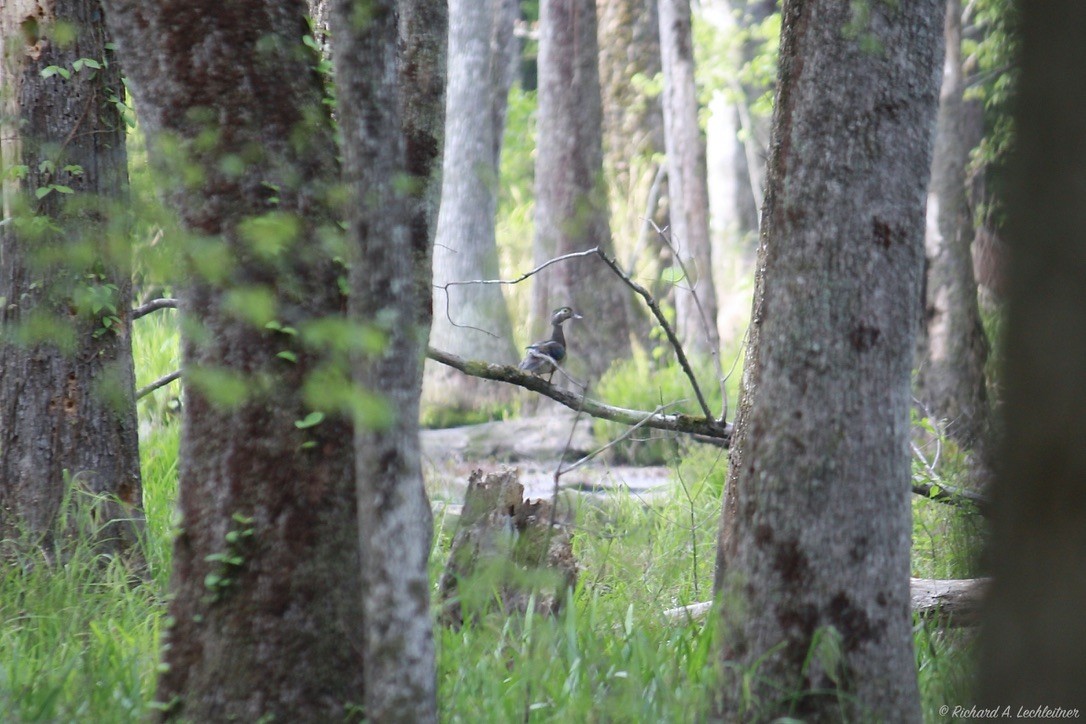Wood Duck - ML327865701