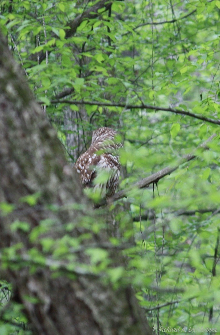 Barred Owl - ML327866011
