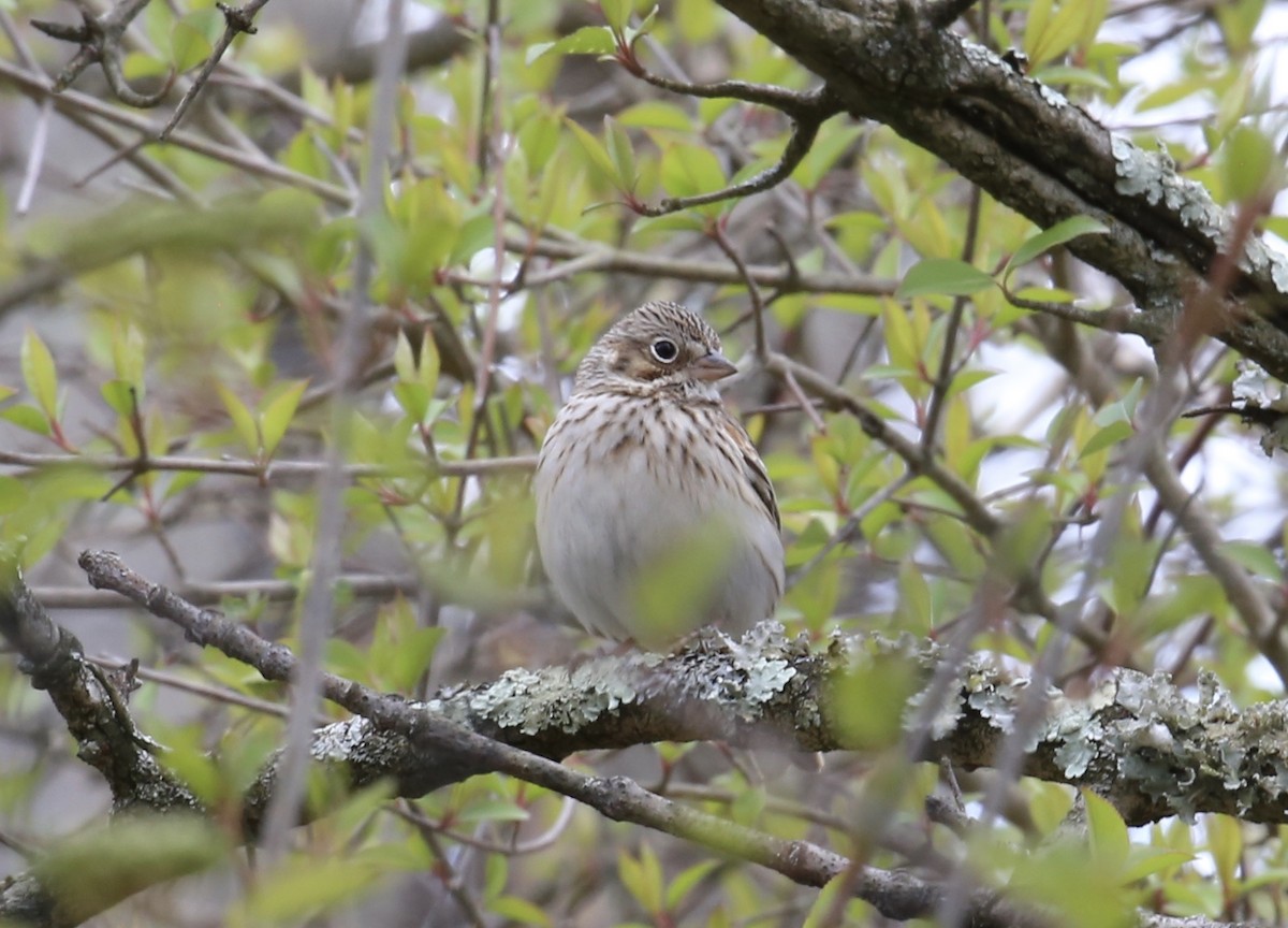 Vesper Sparrow - ML327866871