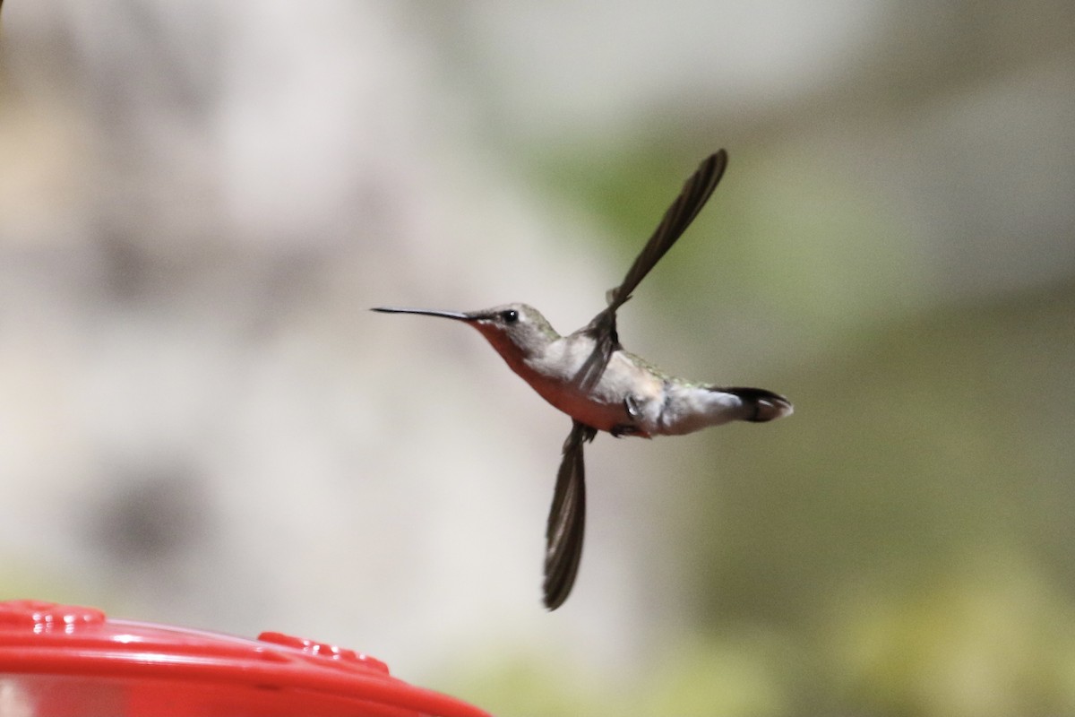 Black-chinned Hummingbird - Carol Ortenzio