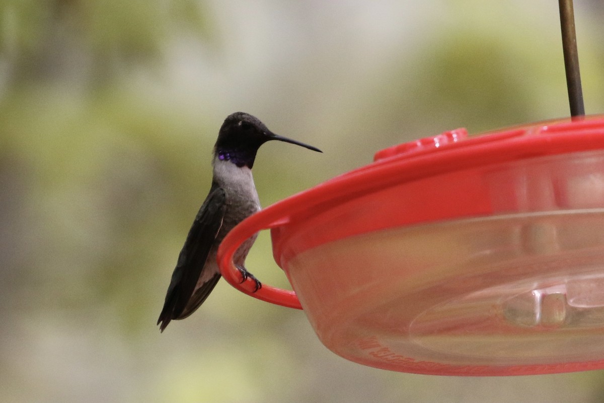 Black-chinned Hummingbird - Carol Ortenzio