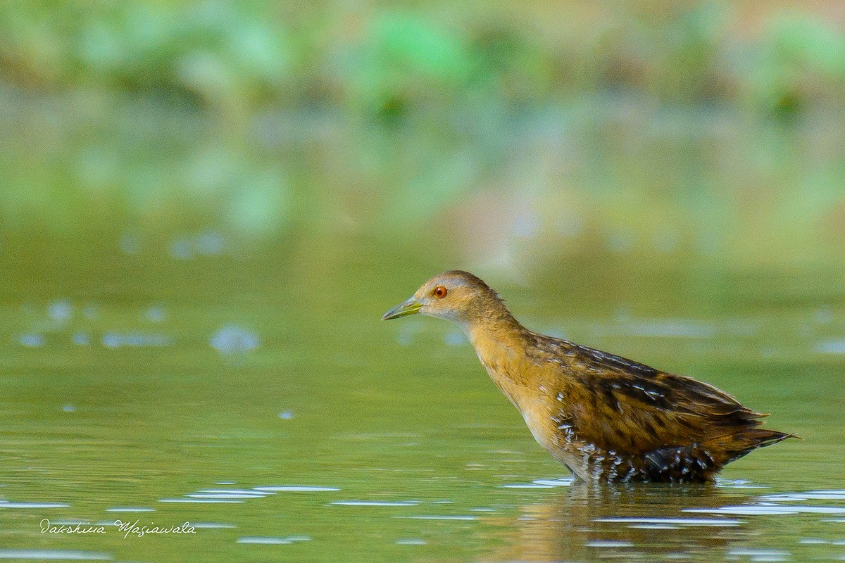 Baillon's Crake - ML327867401