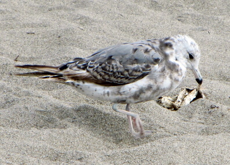 California Gull - ML32787071