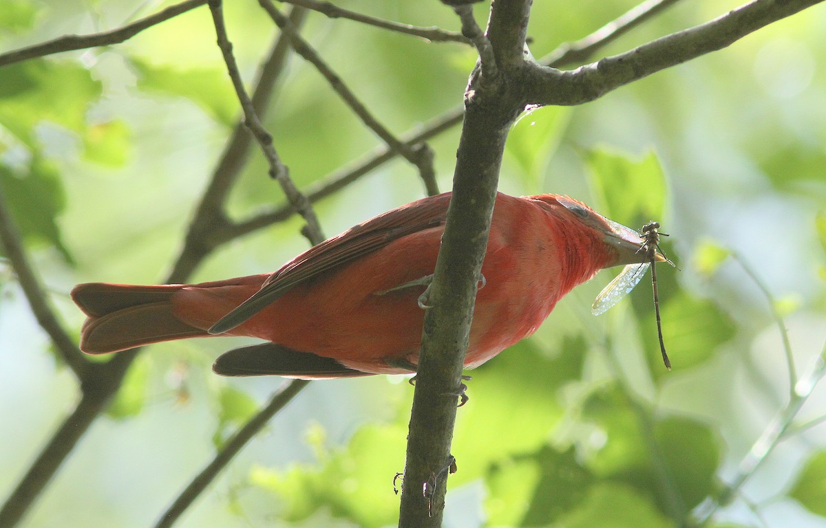 Summer Tanager - ML327873761